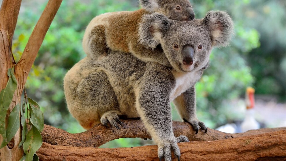 Der Great Koala Nationalpark in New South Wales soll den vor dem Aussterben bedrohten Koalas Schutz bieten