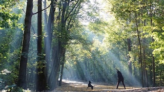 „Grüne Hauptwege“