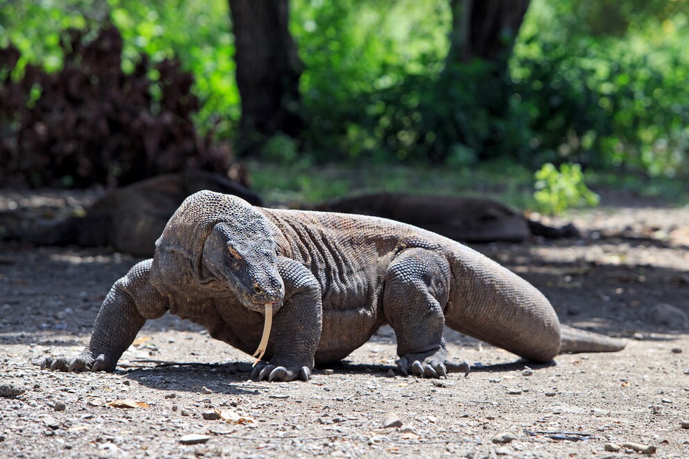 Komodo dragon in Komodo National Park