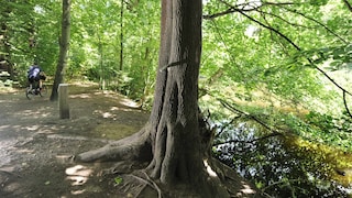 Pinkelbaum im Frankfurter Stadtwald