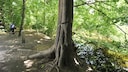 Pinkelbaum im Frankfurter Stadtwald