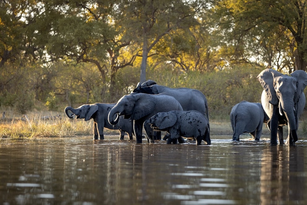 The Okavango Delta is the best destination for a sustainable safari