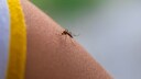 Chikungunya-Virus