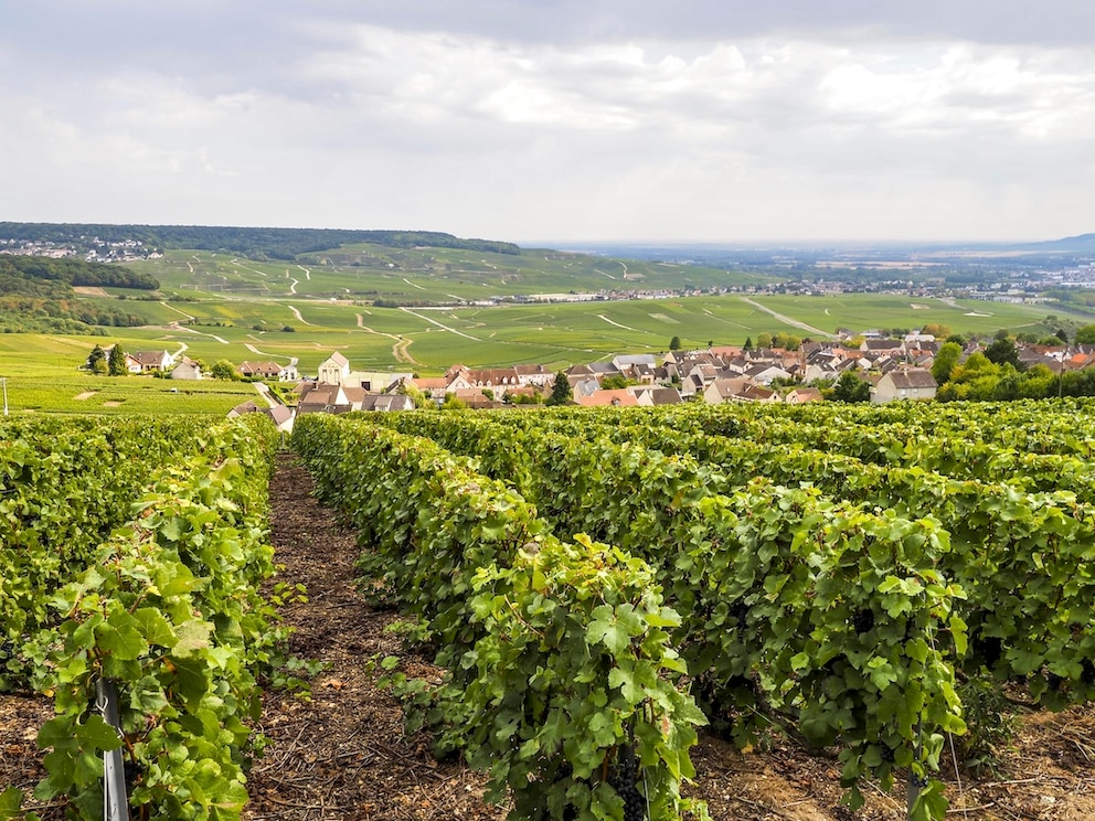 Die Weinberge von Dom Perignon bei Hautvillers