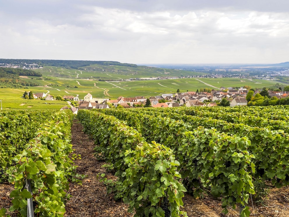 The vineyards of Dom Pérignon near Hautvillers