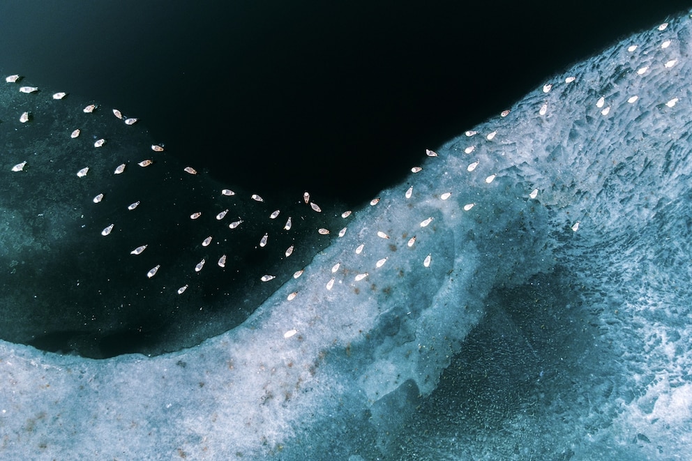 &bdquo;Edge of Stillness&ldquo; von Helga Urb&aacute;n