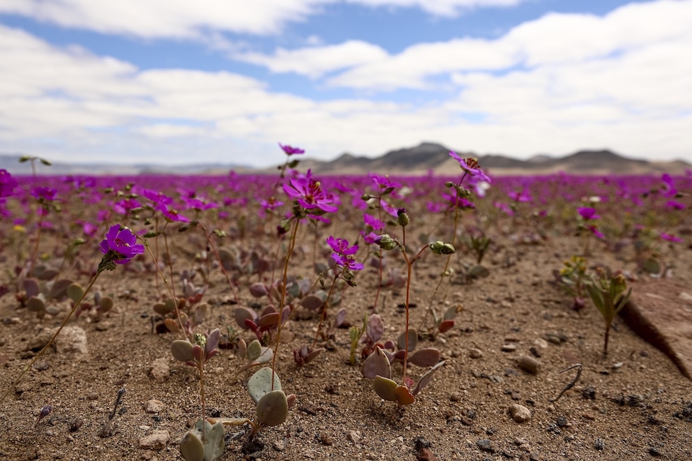 Atacama-W&uuml;ste bl&uuml;ht
