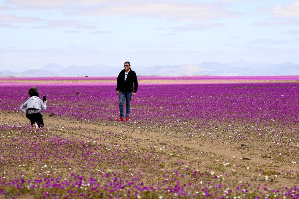 The blooming desert attracts visitors from around the world