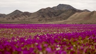 Die Atacama-Wüste in Chile blüht – ein seltener und besonderer Anblick