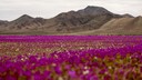 Die Atacama-W&uuml;ste in Chile bl&uuml;ht &ndash; ein seltener und besonderer Anblick