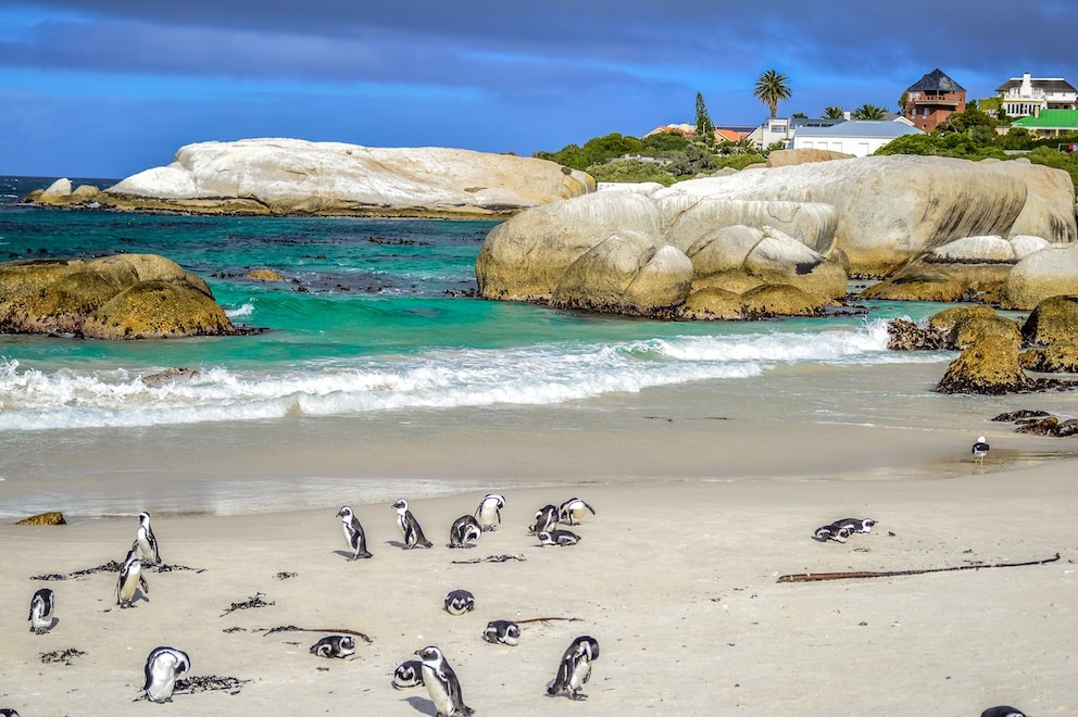 Im Dezember herrscht Hochsommer in S&uuml;dafrika &ndash; jetzt sind auch die Brillenpinguine am Boulders Beach unweit von Kapstadt besonders aktiv