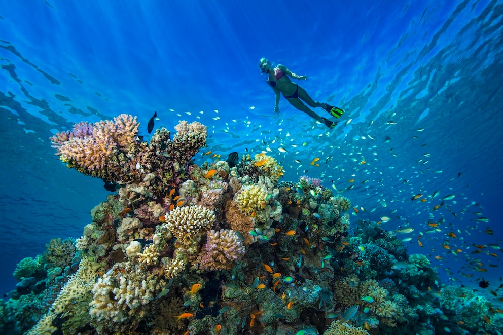 Egypt beckons in warm December with snorkeling experiences in the Red Sea
