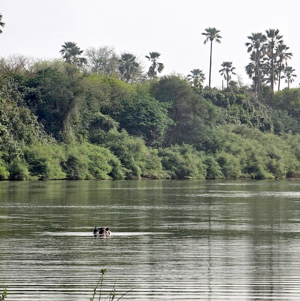 A hippo swimming through the river