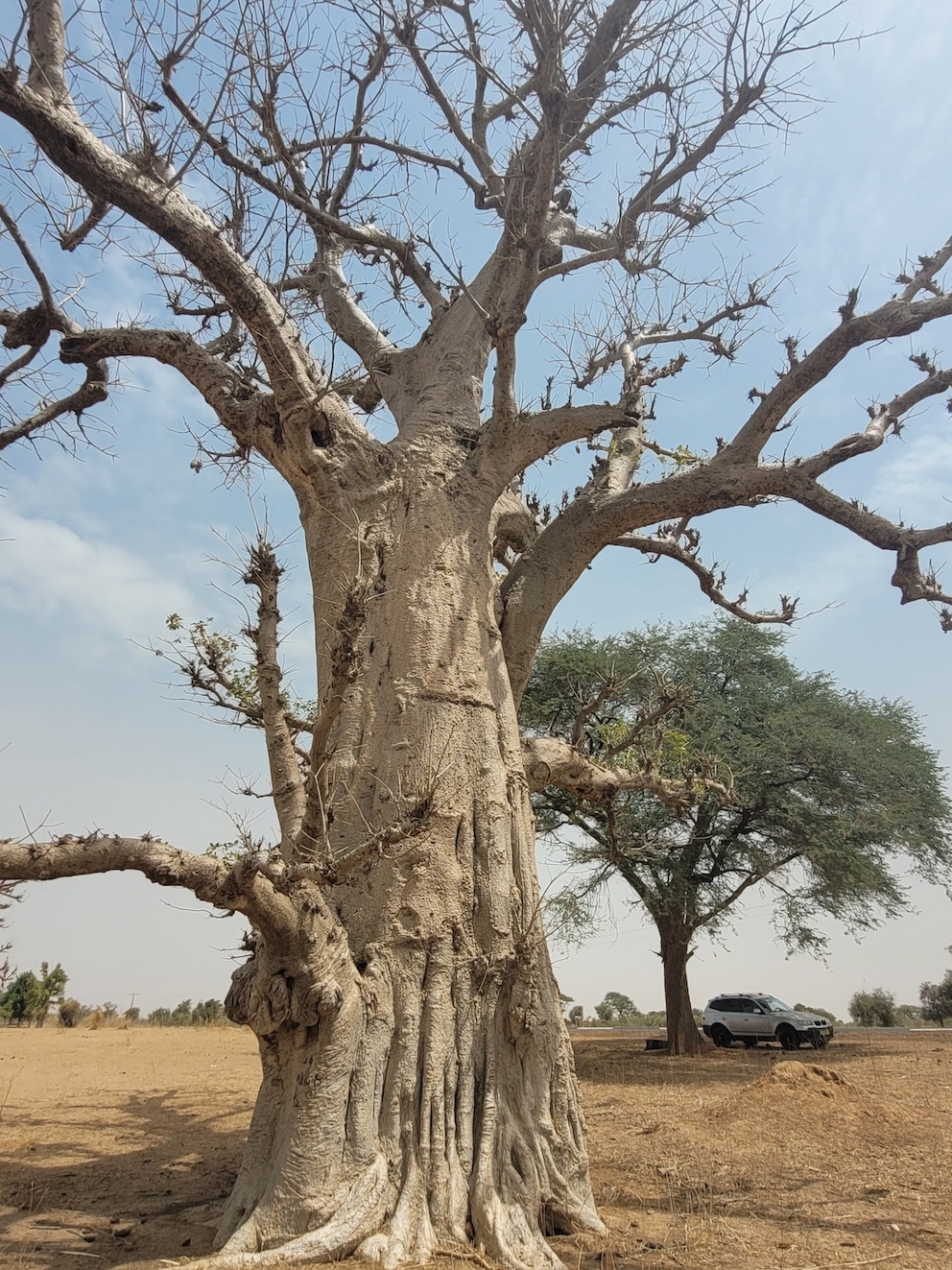 Baobab