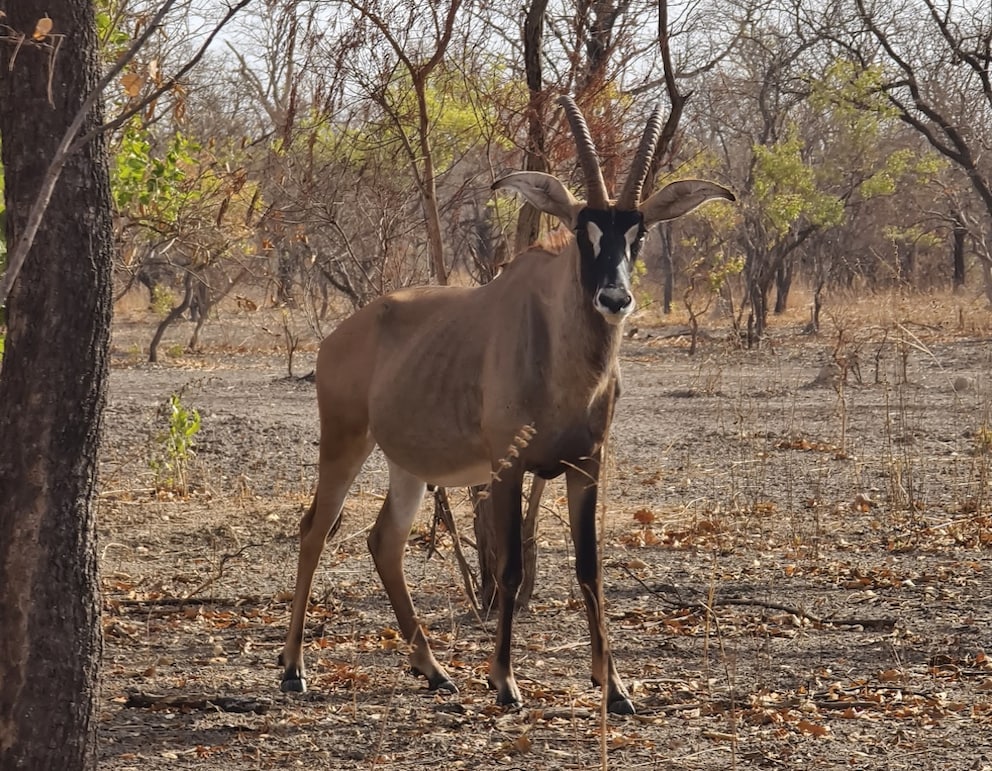 An antelope in Niokolo-Koba National Park