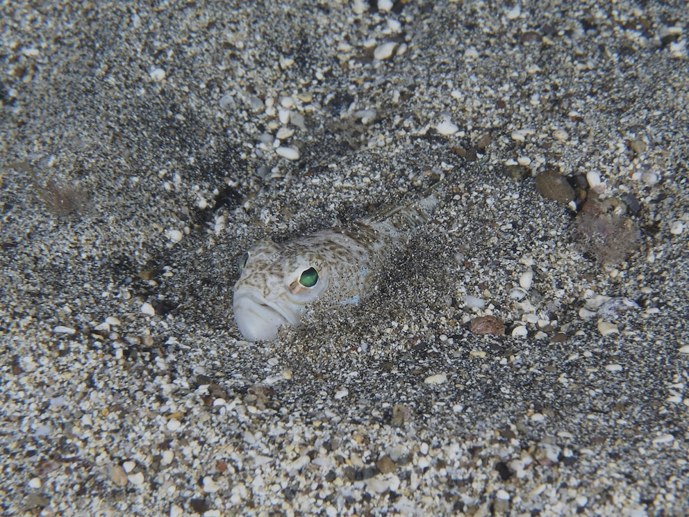 Sieht harmlos aus, aber das Peterm&auml;nnchen z&auml;hlt zu den gef&auml;hrlichsten Meerestieren der Welt