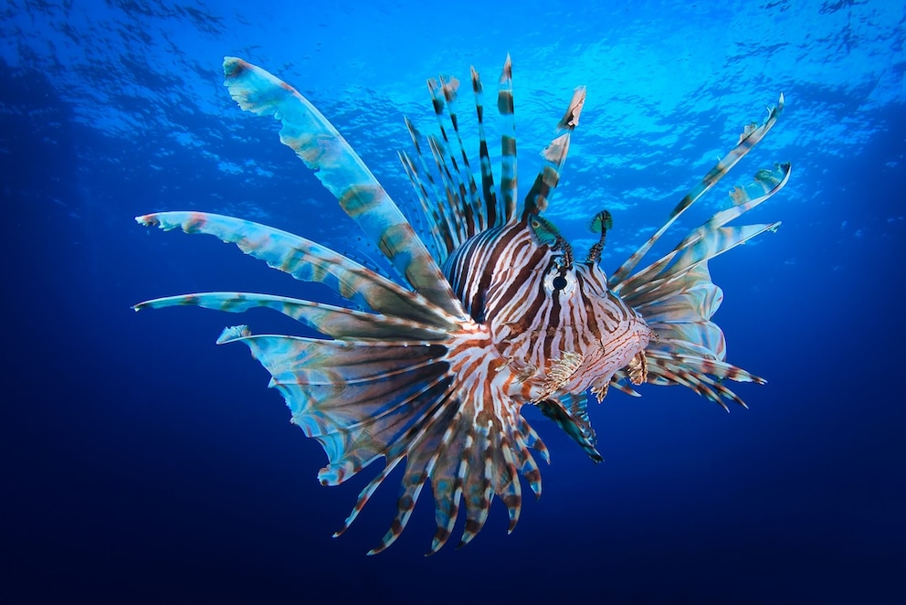 Der Rotfeuerfisch ist beeindruckend anzuschauen, aber ein sehr gef&auml;hrliches Meerestier