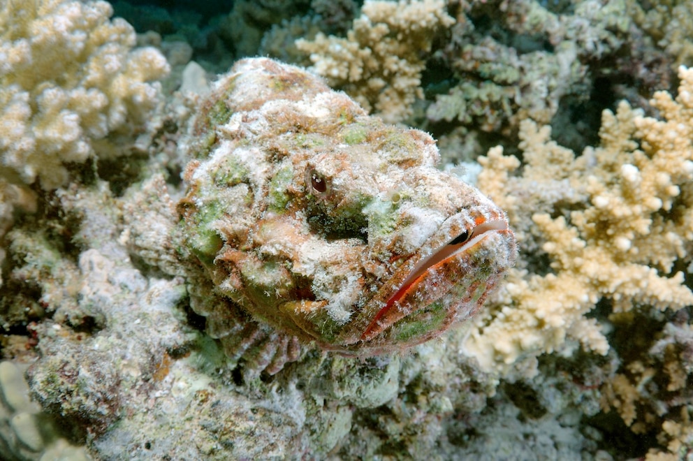 Der Steinfisch ist so gef&auml;hrlich, weil er sich extrem gut tarnen kann