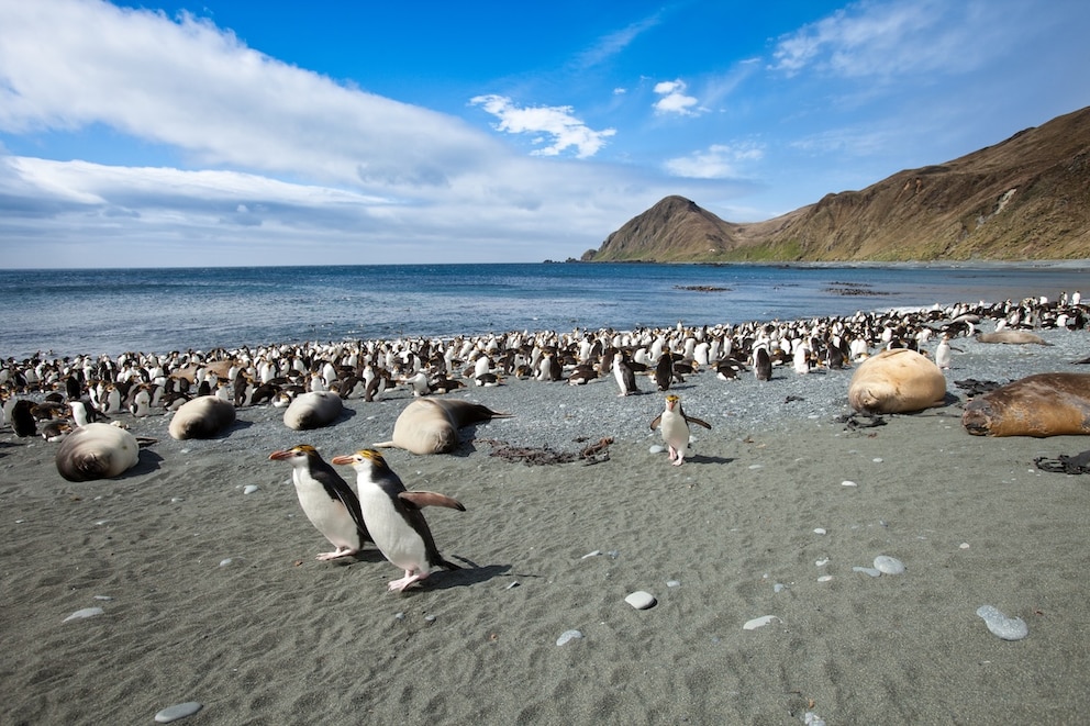 Macquarie Island