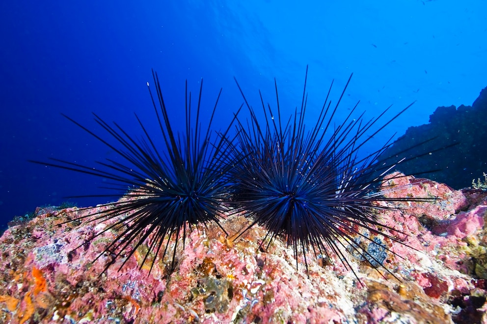 Von den Stacheln des Seeigels sollte man sich besser fernhalten