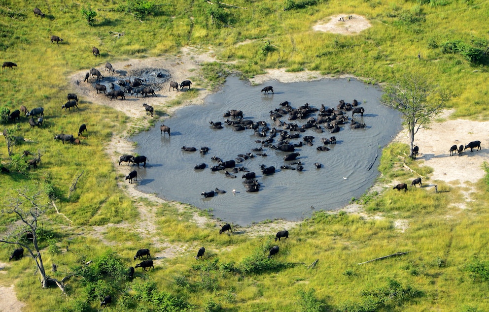Das Okavango-Delta in Botswanas ist das beste Reiseziel f&uuml;r eine nachhaltige Safari
