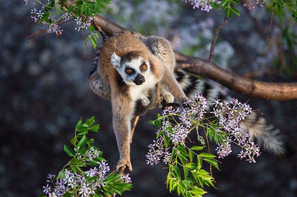 Baobabs, rainforests, and the typical lemurs make Madagascar one of the most extraordinary long-haul destinations without major adjustment