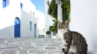 Katzen Syros