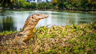 Waran in Bangkok