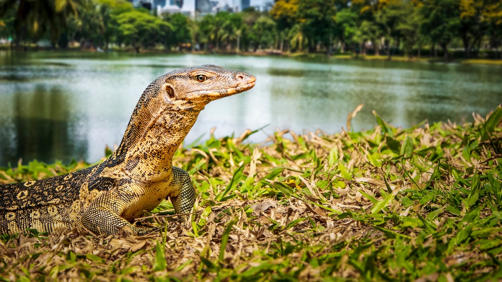 Waran in Bangkok