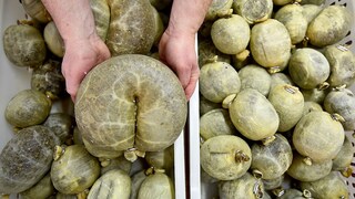 Quiz kuriose Weltspeisen