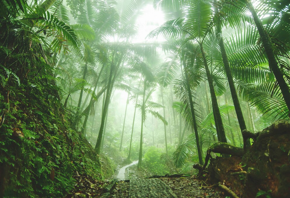 The national rainforest El Yunque in Puerto Rico