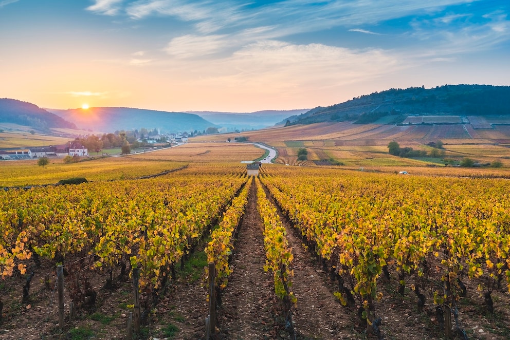 South of Dijon begin Burgundy's famous wine regions