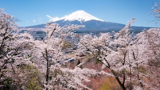 Besonders während der Kirschblüte ist Mount Fuji ein beliebtes Fotomotiv – aber auch sonst versuchen Urlauber immer einen Blick auf ihn zu erhaschen, was gar nicht so einfach ist