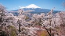 Besonders w&auml;hrend der Kirschbl&uuml;te ist Mount Fuji ein beliebtes Fotomotiv &ndash; aber auch sonst versuchen Urlauber immer einen Blick auf ihn zu erhaschen, was gar nicht so einfach ist