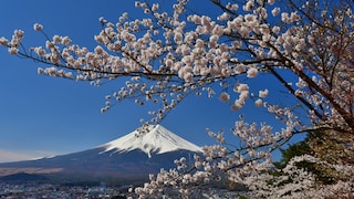 Kirschblüte am Mount Fuji in Japan
