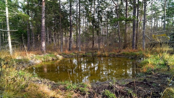 Himmelsweiher