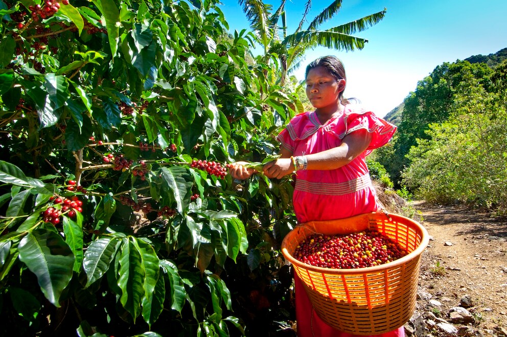 Central America travel coffee plantation Costa Rica