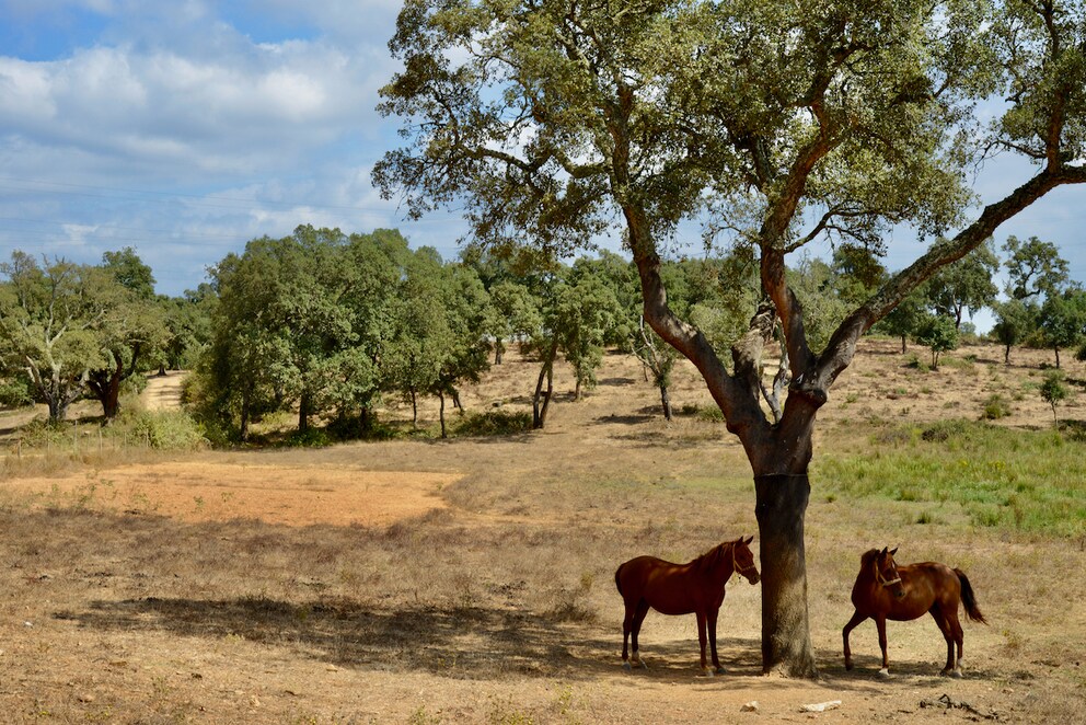 Quietcation in the Portuguese Alentejo