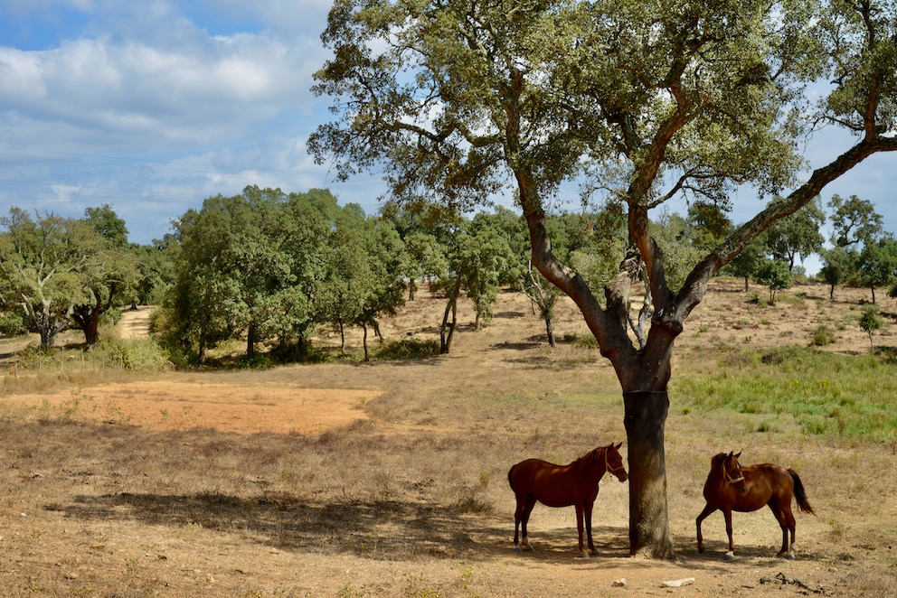 Quietcation im portugiesischen Alentejo