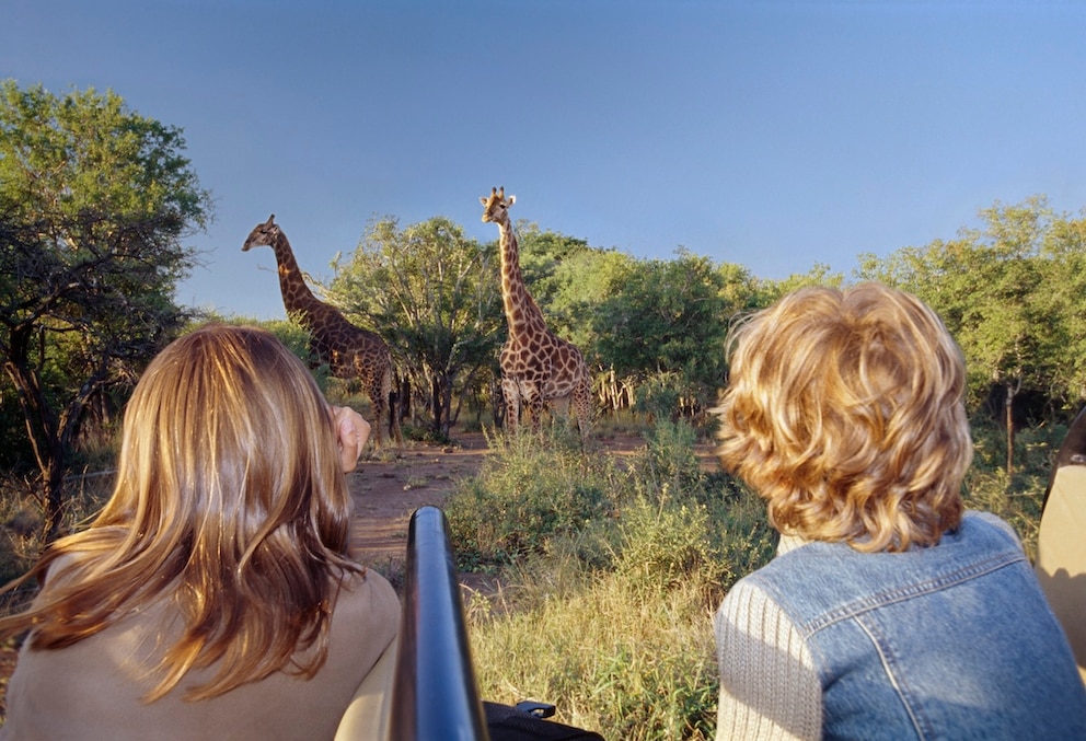 S&uuml;dafrika, Safari,