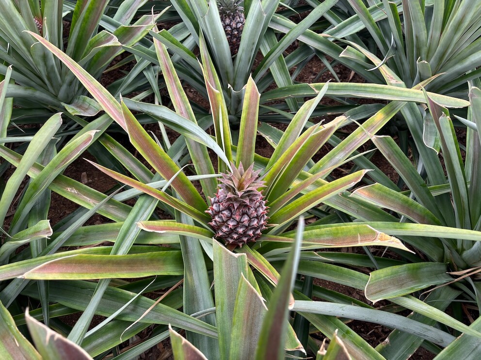 A baby pineapple on a plantation near Ponta Delgada