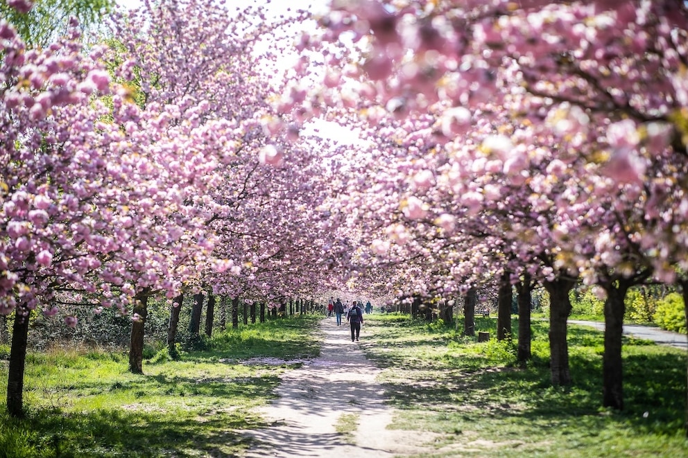 Kirschbl&uuml;ten Berlin Teltow