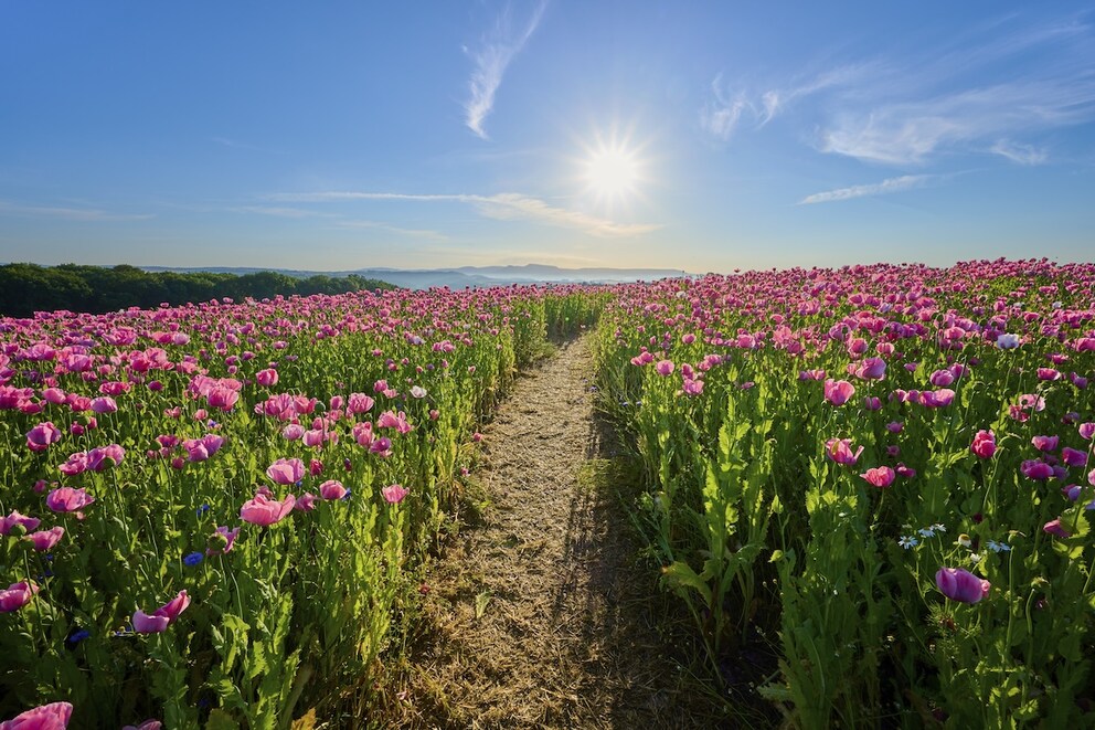 Pink Poppy Poppy Field Germany Frau-Holle-Land