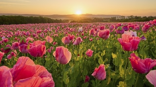 Rosa Mohn Mohnfeld Deutschland Frau-Holle-Land