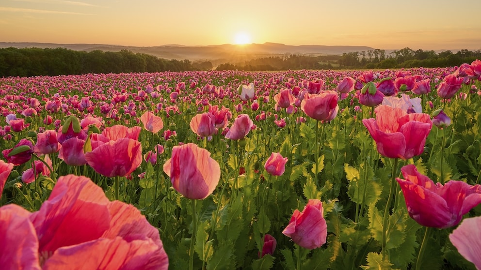 Rosa Mohn Mohnfeld Deutschland Frau-Holle-Land