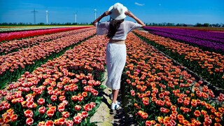 Tulpen ausflug ziele