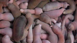 Bei diesem Foto lässt sich erahnen, warum der Beiname des Igelwurms auch „Penisfisch“ ist