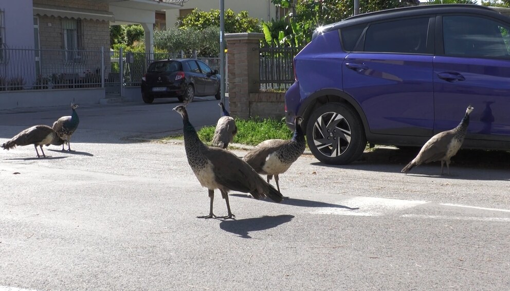 Peacocks in Punta Marina
