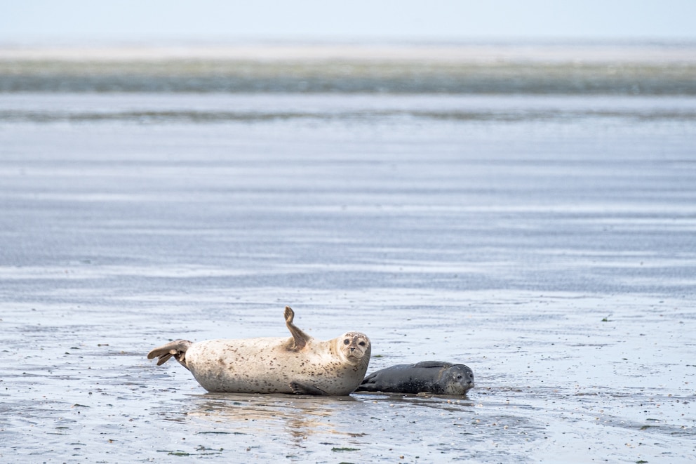Wattenmeer Seel&ouml;we