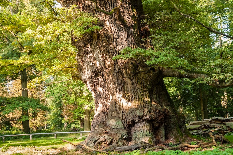 Ivenack Oaks